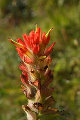 Castilleja litoralis