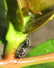 Camponotus niveosetosus