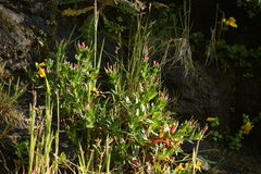 Epilobium ciliatum watsonii