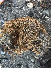 Macrocystis pyrifera