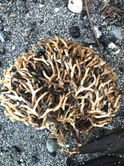 Macrocystis pyrifera