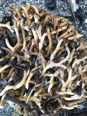 Macrocystis pyrifera