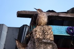 Toxostoma curvirostre