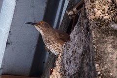 Toxostoma curvirostre