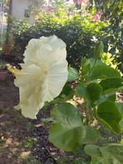 Hibiscus rosa-sinensis