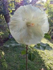 Hibiscus rosa-sinensis