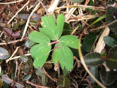 Peucedanum japonicum