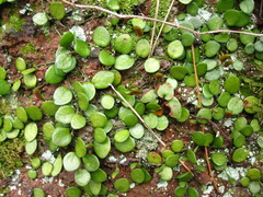 Lemmaphyllum microphyllum