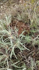 Eriogonum brevicaule