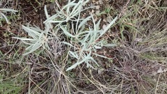 Eriogonum brevicaule