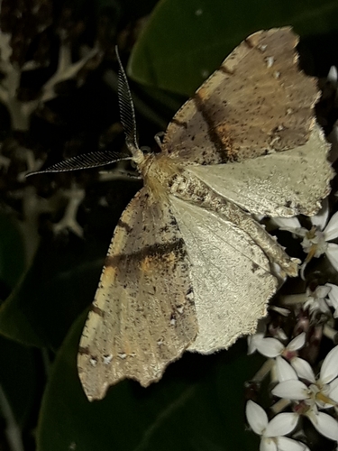Brown fern moth photo 3