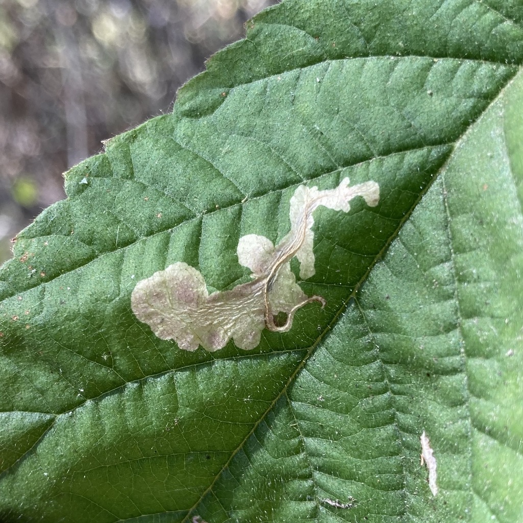 Coptotriche splendida