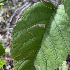 Coptotriche splendida