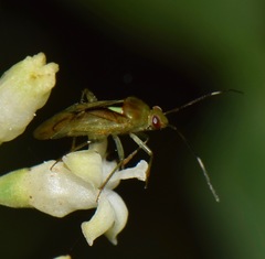Proba vittiscutis