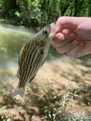 Morone mississippiensis