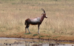 Damaliscus pygargus phillipsi