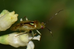 Proba vittiscutis