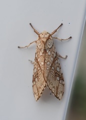 Lophocampa propinqua