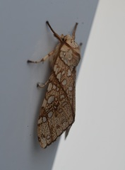 Lophocampa propinqua