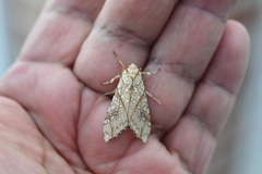 Lophocampa propinqua