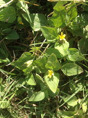 Calyptocarpus vialis