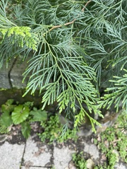 Libocedrus
