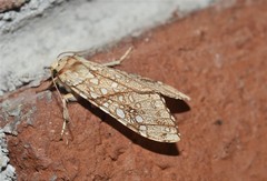 Lophocampa propinqua