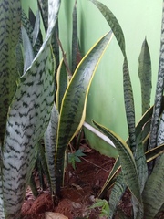 Sansevieria trifasciata