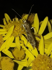 Orocrambus xanthogrammus