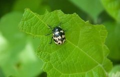 Leptinotarsa lacerata