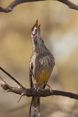 Red Wattlebird photo 6