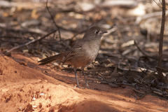 Drymodes brunneopygia
