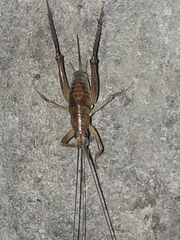 Talitropsis