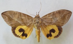 Eudocima serpentifera