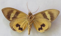 Eudocima serpentifera