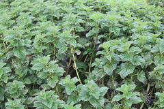 Urtica australis
