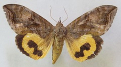 Eudocima serpentifera