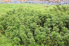Urtica australis