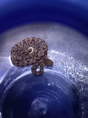 Bothrops asper