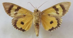 Eudocima apta