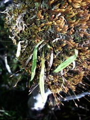 Notogrammitis angustifolia