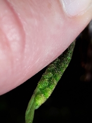 Notogrammitis angustifolia