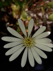 Celmisia glandulosa