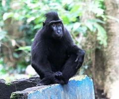 Macaca nigra