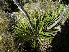 Aciphylla horrida