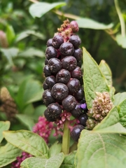 Andean Pokeweed