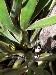 Aciphylla horrida