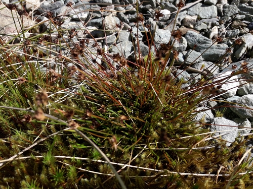 Antarctic rush (Juncus antarcticus)
