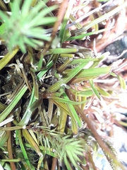 Juncus antarcticus