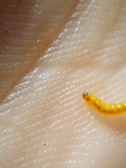 Cosmopterix attenuatella